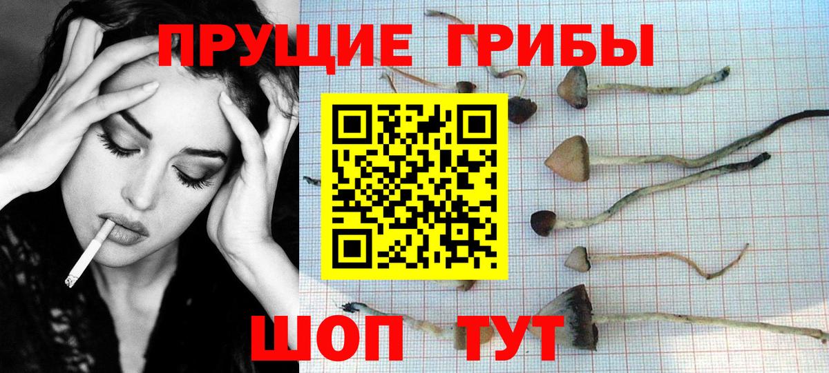 Псилоцибиновые грибы Psilocybe Михайловка